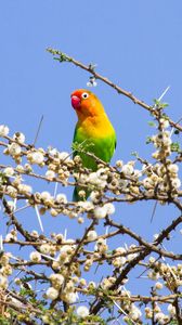 Preview wallpaper parrot, multicolored, branches, tree