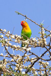 Preview wallpaper parrot, multicolored, branches, tree