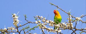 Preview wallpaper parrot, multicolored, branches, tree