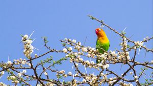 Preview wallpaper parrot, multicolored, branches, tree