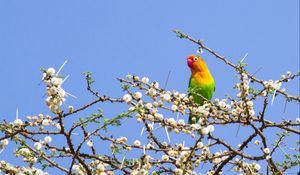 Preview wallpaper parrot, multicolored, branches, tree