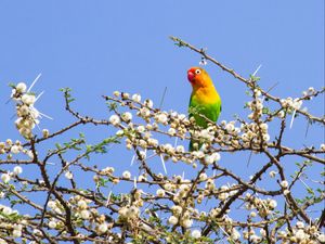 Preview wallpaper parrot, multicolored, branches, tree