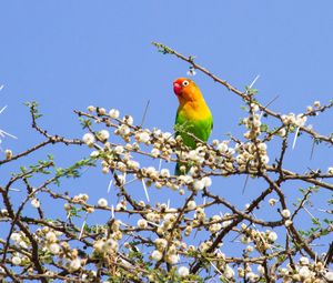 Preview wallpaper parrot, multicolored, branches, tree