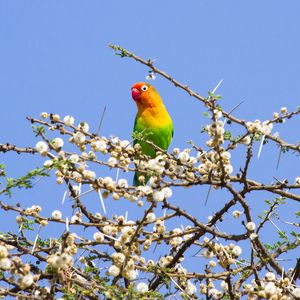 Preview wallpaper parrot, multicolored, branches, tree