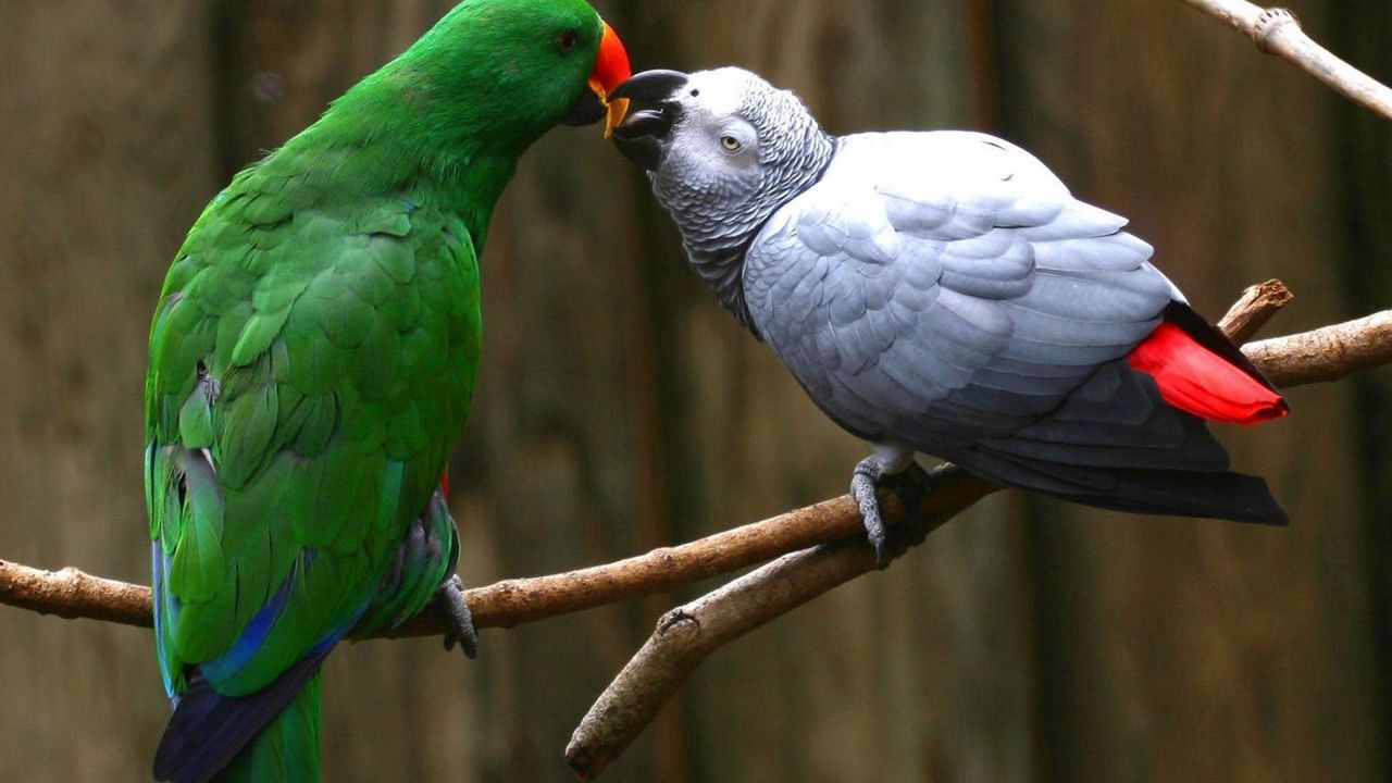 Wallpaper parrot, pair, branch