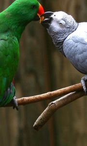 Preview wallpaper parrot, pair, branch