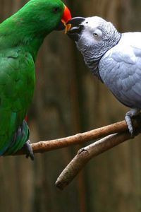 Preview wallpaper parrot, pair, branch