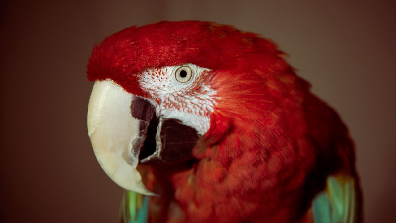 Wallpaper parrot, red, red parrot, beak