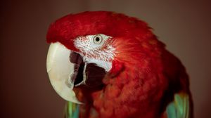 Preview wallpaper parrot, red, red parrot, beak