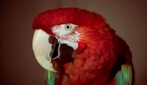 Preview wallpaper parrot, red, red parrot, beak