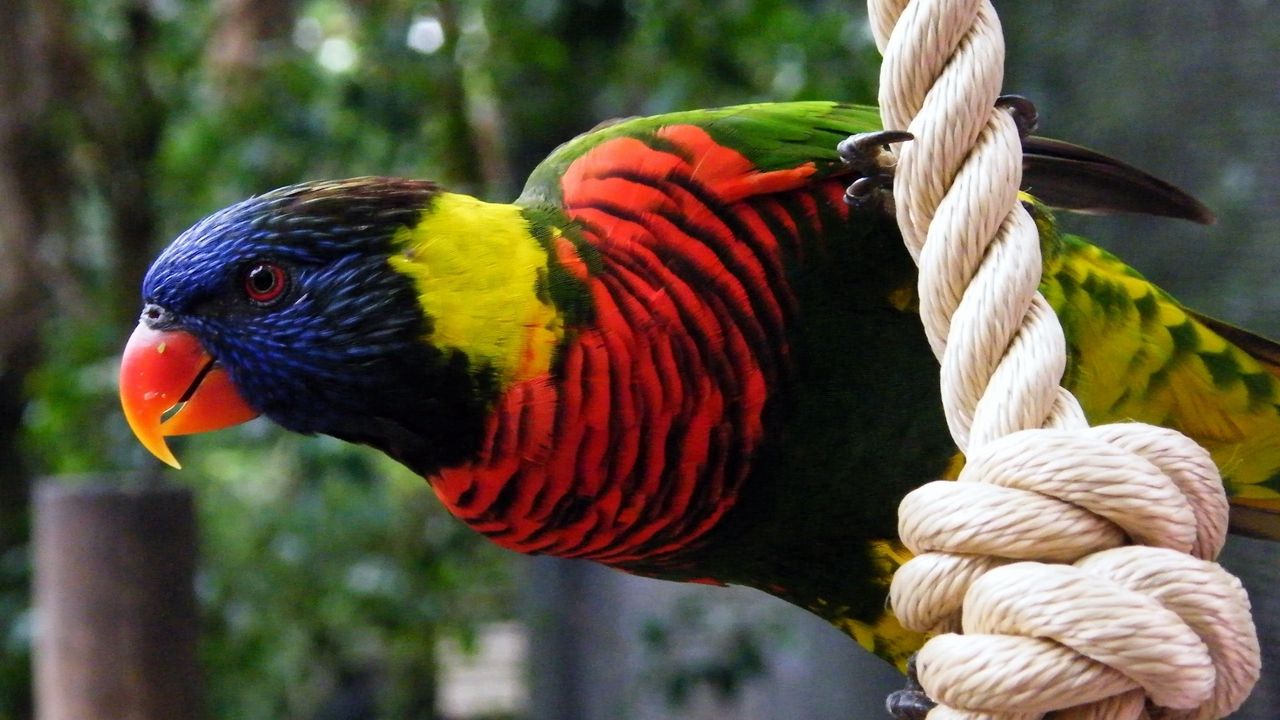 Wallpaper parrot, rope, colorful, bird