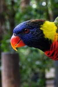 Preview wallpaper parrot, rope, colorful, bird