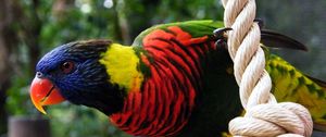 Preview wallpaper parrot, rope, colorful, bird