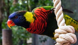 Preview wallpaper parrot, rope, colorful, bird