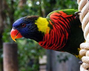 Preview wallpaper parrot, rope, colorful, bird