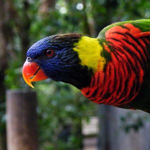 Preview wallpaper parrot, rope, colorful, bird