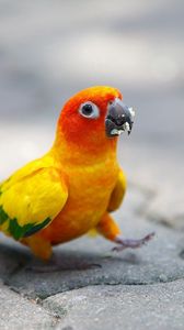 Preview wallpaper parrot, walk, color, colorful