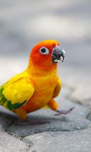 Preview wallpaper parrot, walk, color, colorful