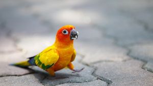 Preview wallpaper parrot, walk, color, colorful
