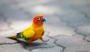 Preview wallpaper parrot, walk, color, colorful