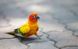 Preview wallpaper parrot, walk, color, colorful