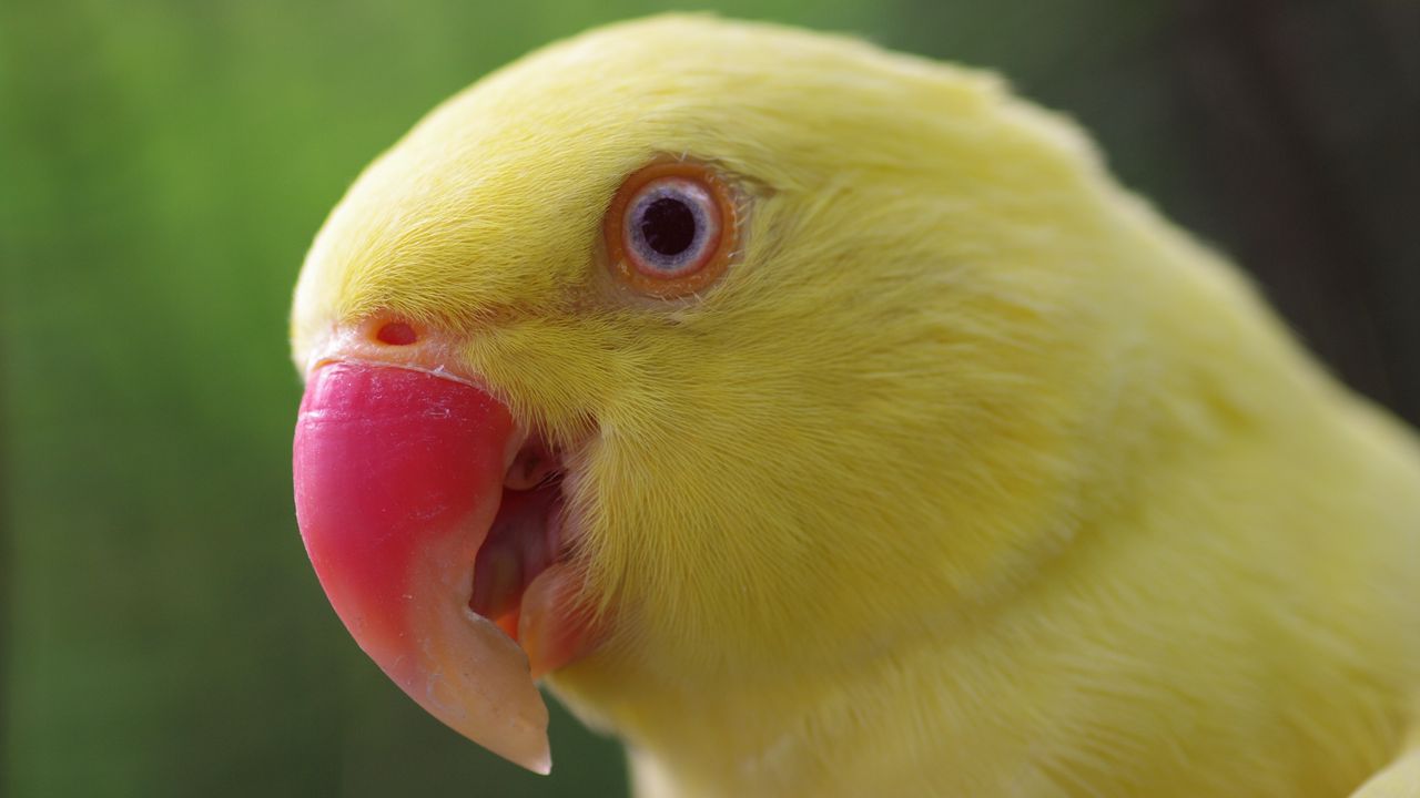 Wallpaper parrot, yellow, beak, color