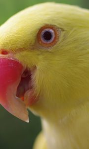 Preview wallpaper parrot, yellow, beak, color