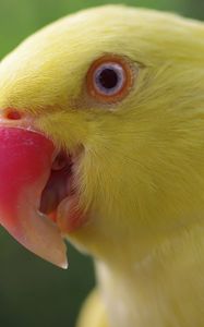 Preview wallpaper parrot, yellow, beak, color