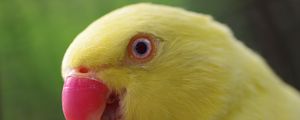 Preview wallpaper parrot, yellow, beak, color
