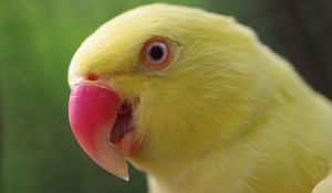 Preview wallpaper parrot, yellow, beak, color