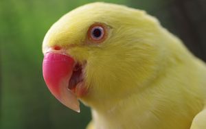 Preview wallpaper parrot, yellow, beak, color