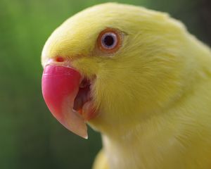 Preview wallpaper parrot, yellow, beak, color