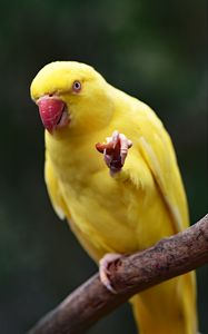 Preview wallpaper parrot, yellow, bird, beak