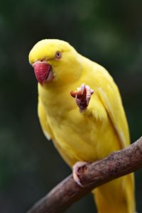 Preview wallpaper parrot, yellow, bird, beak