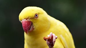 Preview wallpaper parrot, yellow, bird, beak
