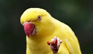 Preview wallpaper parrot, yellow, bird, beak