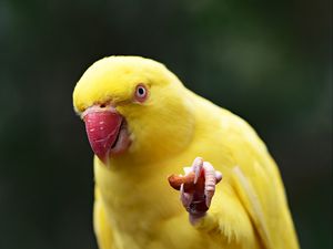 Preview wallpaper parrot, yellow, bird, beak