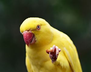 Preview wallpaper parrot, yellow, bird, beak