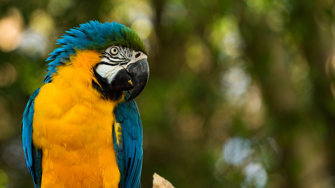 Wallpaper parrot, yellow, blue