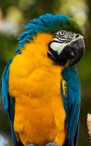 Preview wallpaper parrot, yellow, blue