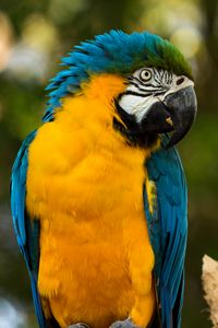 Preview wallpaper parrot, yellow, blue