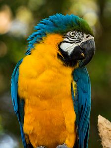 Preview wallpaper parrot, yellow, blue