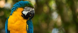 Preview wallpaper parrot, yellow, blue