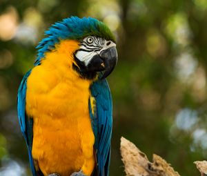 Preview wallpaper parrot, yellow, blue