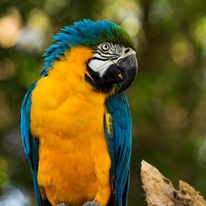 Preview wallpaper parrot, yellow, blue