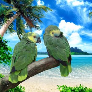 Preview wallpaper parrots, beach, sea, sky, summer, pair