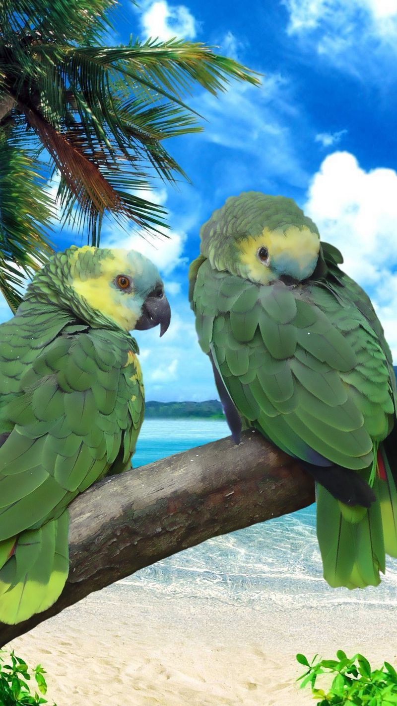 Download wallpaper 800x1420 parrots, beach, sea, sky, summer, pair