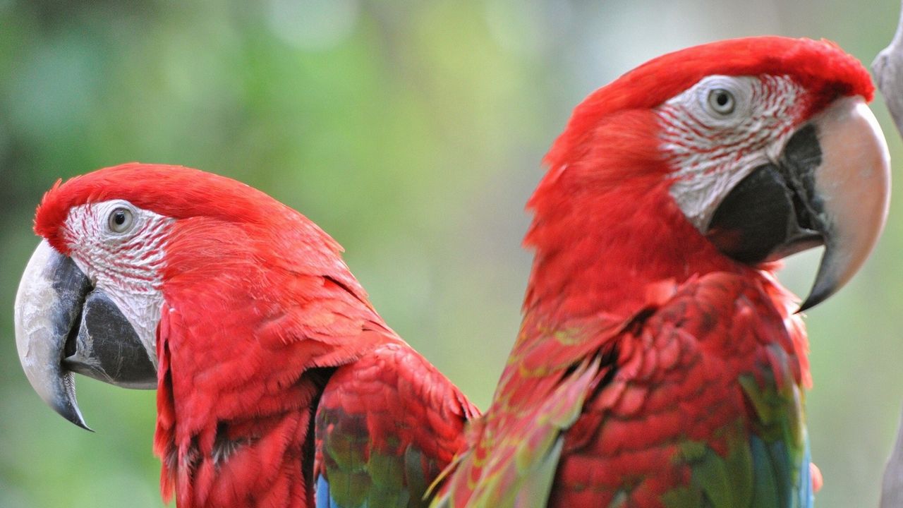 Wallpaper parrots, bird, beak, couple, bright