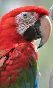 Preview wallpaper parrots, bird, beak, couple, bright