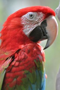 Preview wallpaper parrots, bird, beak, couple, bright